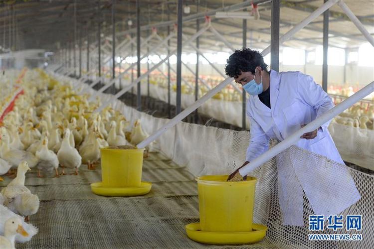 在洛浦县奋斗家禽养殖农民专业合作社,饲养员为鸭子补充饲料(11月2
