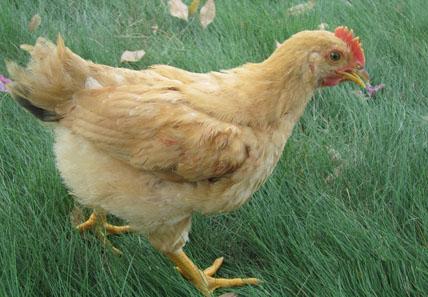 重庆西部禽业养殖土鸡散养销售鸡苗孵化销售