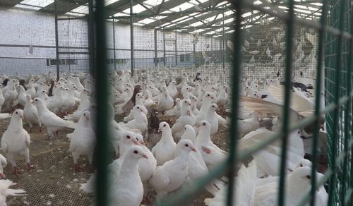 河南豫宏禽业高薪招聘肉鸽养殖员,技术员,有提成
